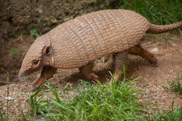 Six-banded armadillo (Euphractus sexcinctus)