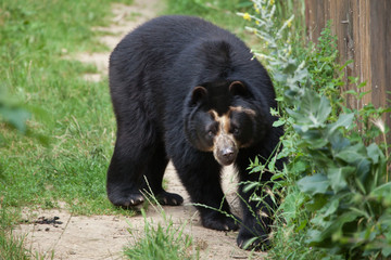 Fototapeta premium Spectacled bear (Tremarctos ornatus)