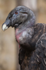 Andean condor (Vultur gryphus).