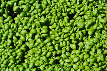Basil leaves for pesto making