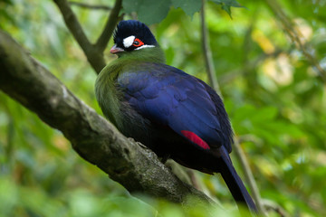 Hartlaub's turaco (Tauraco hartlaubi).