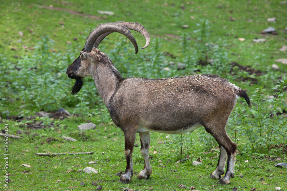 Canvas Prints bezoar ibex (capra aegagrus aegagrus)