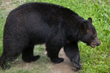American black bear (Ursus americanus).