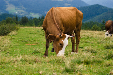 Fototapeta na wymiar Cows standing on green field with mountains and eating grass. Carpathians background.