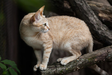 Arabian wildcat (Felis silvestris gordoni)