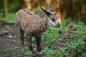 Alpine chamois (Rupicapra rupicapra rupicapra).