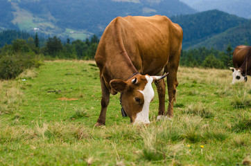 Cows standing on green field with mountains and eating grass. Carpathians background.