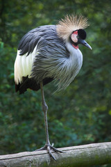 East African crowned crane (Balearica regulorum gibbericeps)