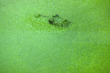 Dwarf crocodile (Osteolaemus tetraspis)