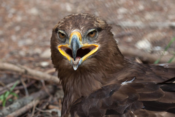 Steppe eagle (Aquila nipalensis).