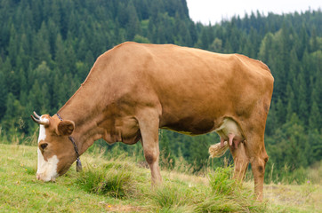 Cows standing on green field with mountains and eating grass. Carpathians background.