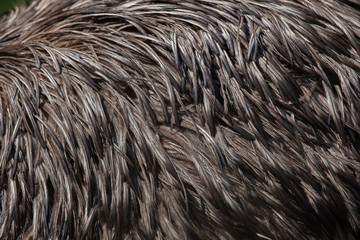 Fototapeta premium Emu (Dromaius novaehollandiae). Plumage texture.