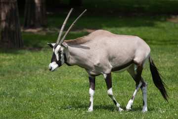 Naklejka na ściany i meble Gemsbok (Oryx gazella gazella)