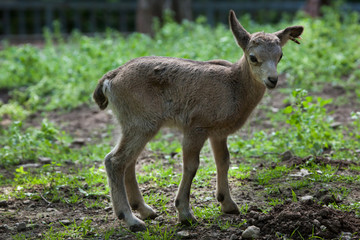 Naklejka na ściany i meble Siberian ibex (Capra sibirica).