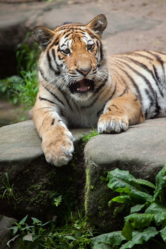 Siberian tiger (Panthera tigris altaica).