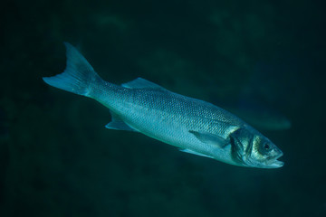 Thicklip grey mullet (Chelon labrosus).