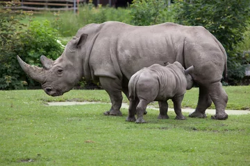 Foto op Plexiglas Southern white rhinoceros (Ceratotherium simum simum). © Vladimir Wrangel