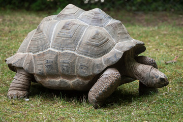 Obraz premium Aldabra giant tortoise (Aldabrachelys gigantea).