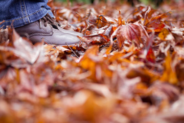Child Feet and Legs Standing in Autumn Leaves
