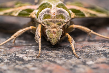 Macro shot of a moth
