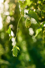 Fototapeta premium Closeup of ripe hop cones in the field