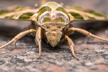 Macro shot of a moth
