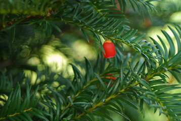 tasso (Taxus baccata) ramo con bacche rosse © paolofusacchia