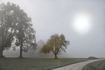 Fototapeta na wymiar Trees in autumn fog