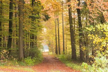 Way to forest in autumn