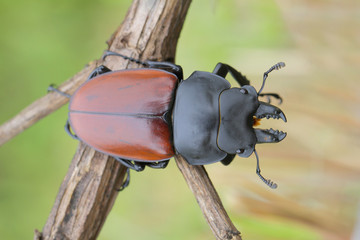 Stag Beetle in Thailand and Southeast Asia.