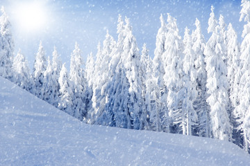 Obraz premium Winter Field and Trees