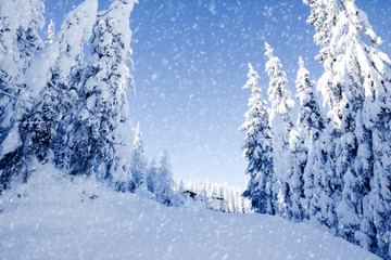 Winter Field and Trees