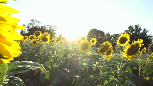 swiss, campain, country, sunflower, tree, vineyard, sunset, steadycam