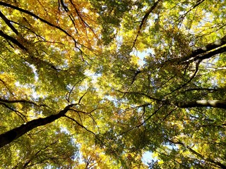 Yellow colorful leaves on deciduous trees in deciduous forest in wild nature during autumn