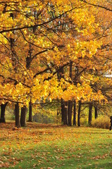 Autumn Park