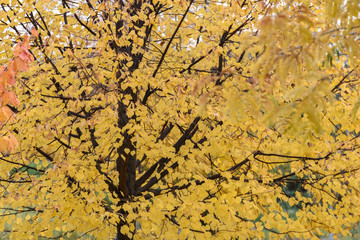 Autumn tree with yellow fall leaves in a park