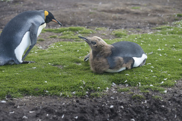Adult and chick King Penguins at Volunteer Point, Falkland Islands