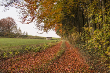 Way to forest in autumn