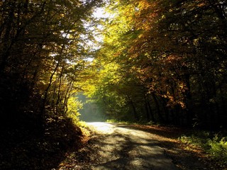 Obraz premium Yellow colorful leaves on deciduous trees in deciduous forest in wild nature during autumn