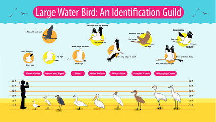 Large water birds