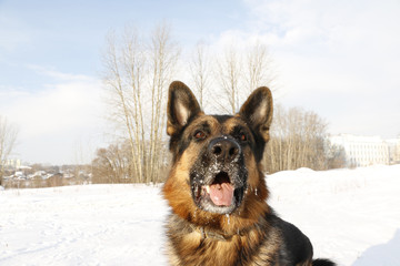 Dog german shepherd in a winter day