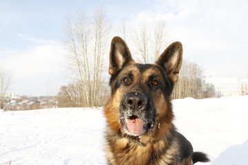 Dog german shepherd in a winter day