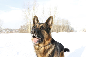 Dog german shepherd in a winter day