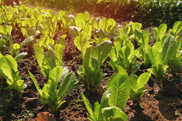 young plants of bright green lettuce on a garden