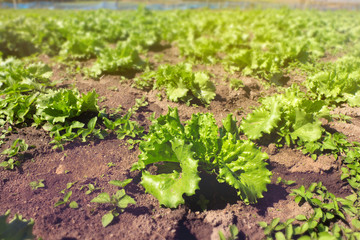 young plants of bright green lettuce on a garden
