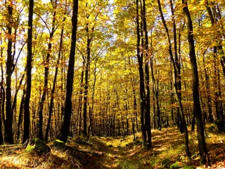 Road in deciduous forest during autumn in wild nature, colorful leaves on trees