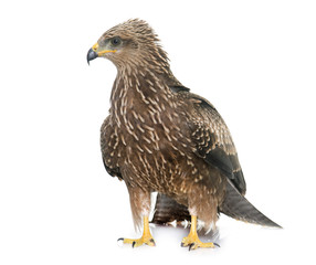 Common buzzard in studio