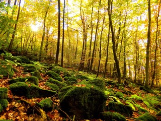 Obraz premium Yellow colorful leaves on deciduous trees in deciduous forest in wild nature during autumn