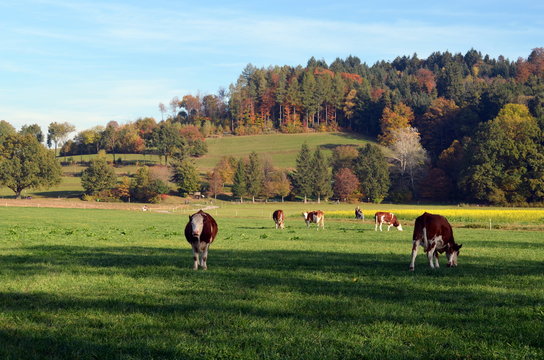Kuhweide im Schwarzwald