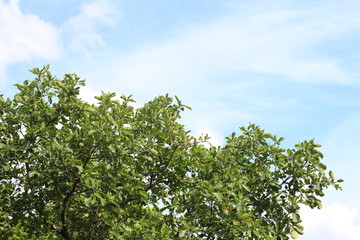 Fototapeta premium Green Leaves.Nature